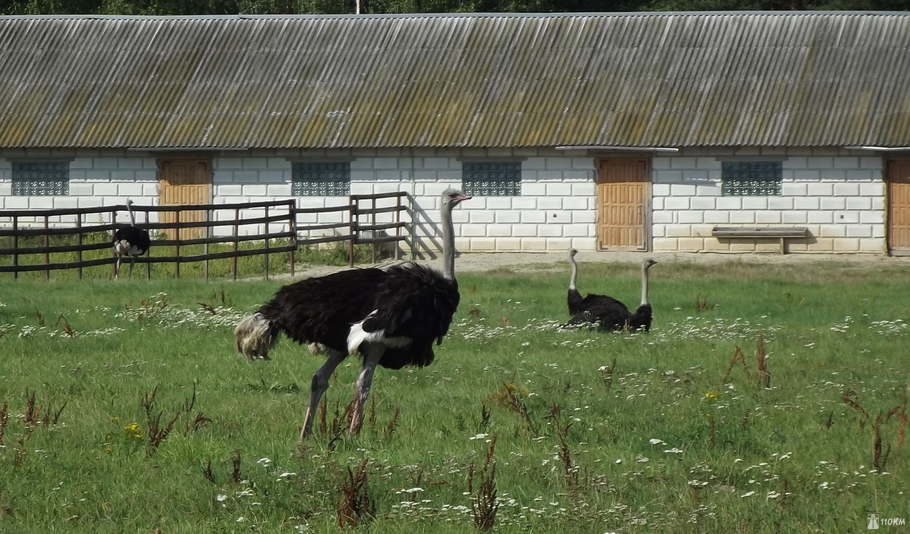 В гостях у страуса комфортно ли африканцу в Белоруссии