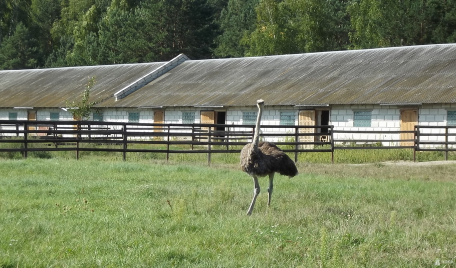 В гостях у страуса комфортно ли африканцу в Белоруссии