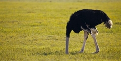 В гостях у страуса: комфортно ли «африканцу» в Белоруссии?