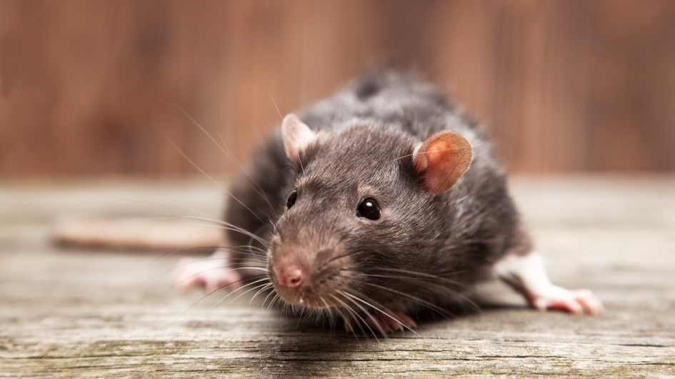 Видео: Ученые научили крыс водить автомобили