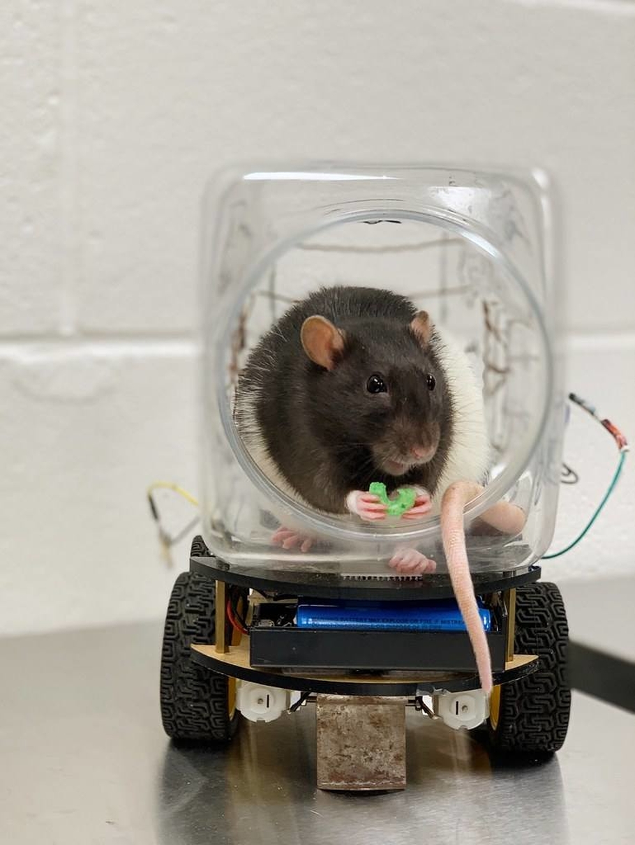 Видео Ученые научили крыс водить автомобили