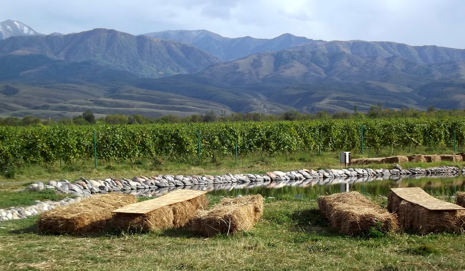 Как изготавливают вино в Казахстане
