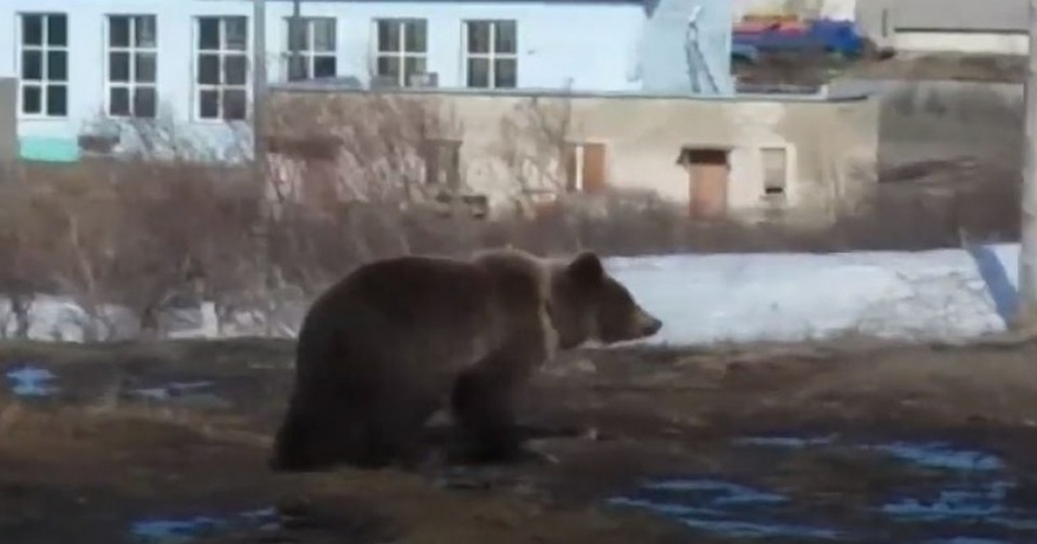 Колымский медведь разодрал УАЗы охотников