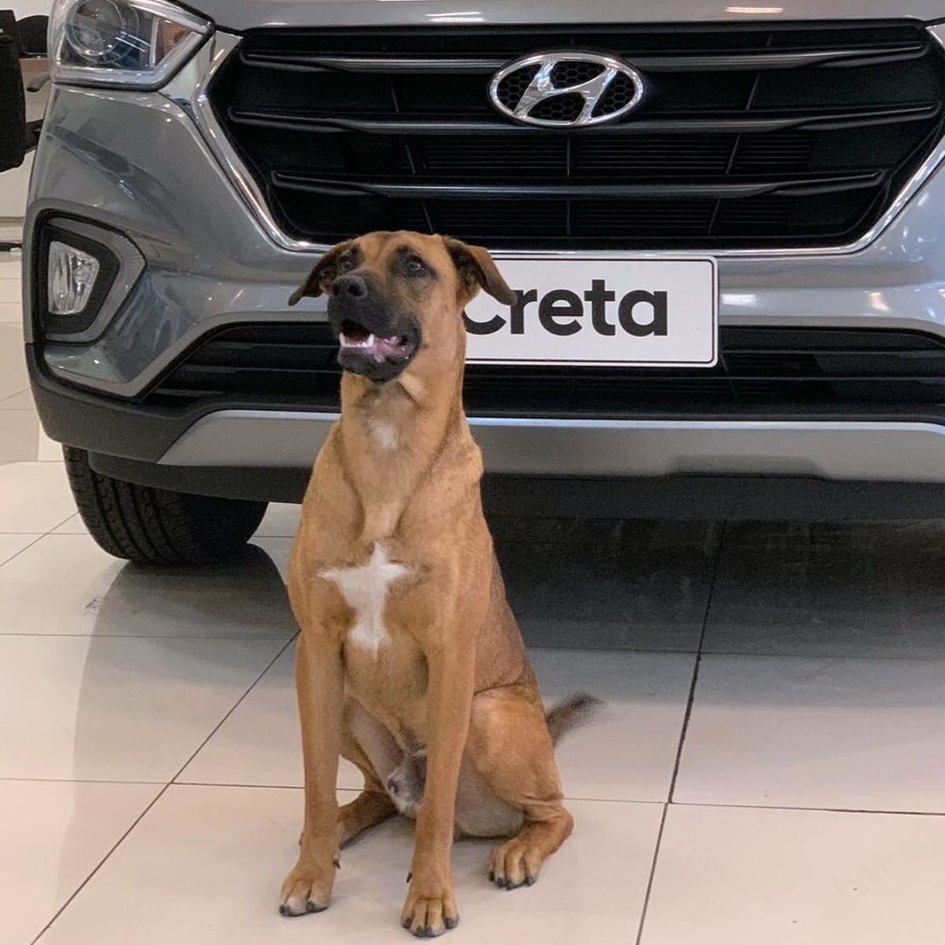Бездомный пес стал менеджером по продаже автомобилей Hyundai