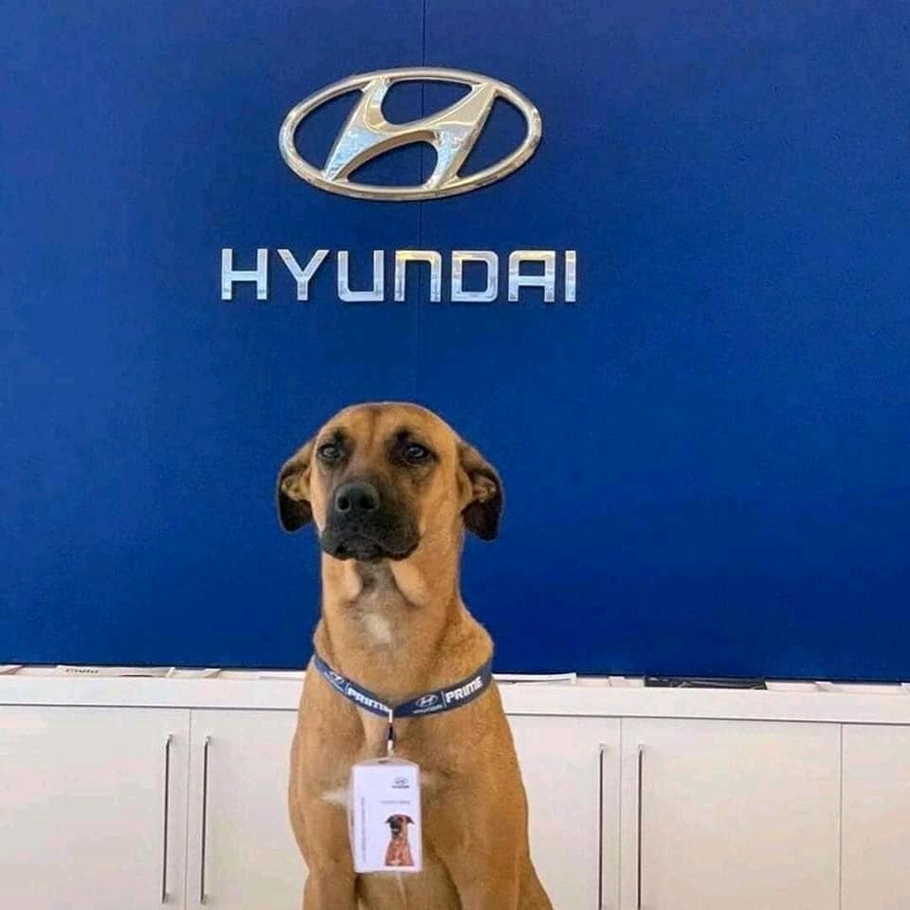 Бездомный пес стал менеджером по продаже автомобилей Hyundai