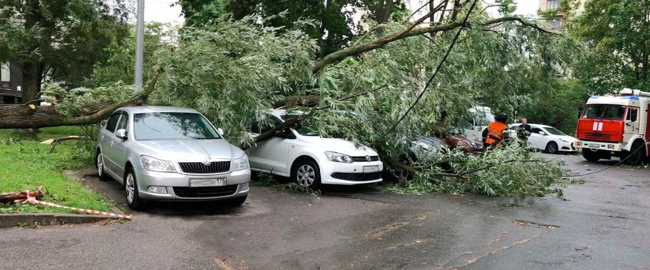 Штормовой ветер в Петербурге валил деревья на припаркованные автомобили