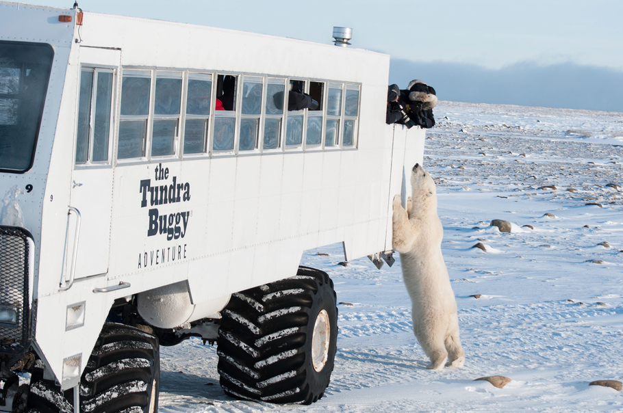 Уникальный Tundra Buggy возит экскурсии к белым медведям