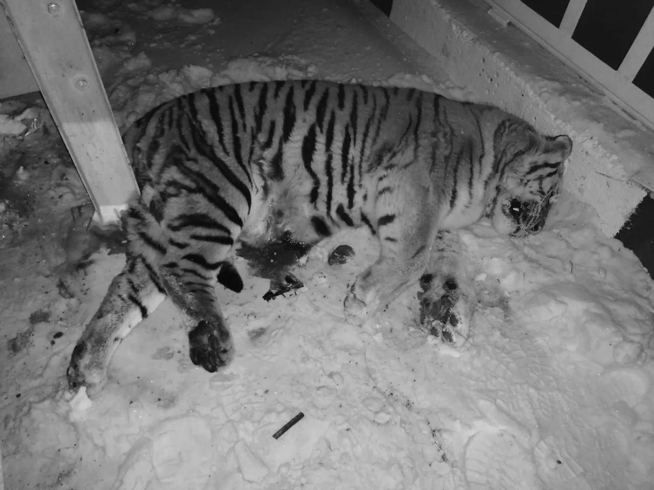 Россиянин сбил на автомобиле амурского тигра, теперь ему грозит уголовное наказание