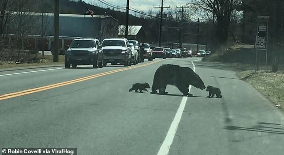 Необычные пешеходы на дороге: полиция перекрыла движение по трассе, чтобы пропустить семью медведей