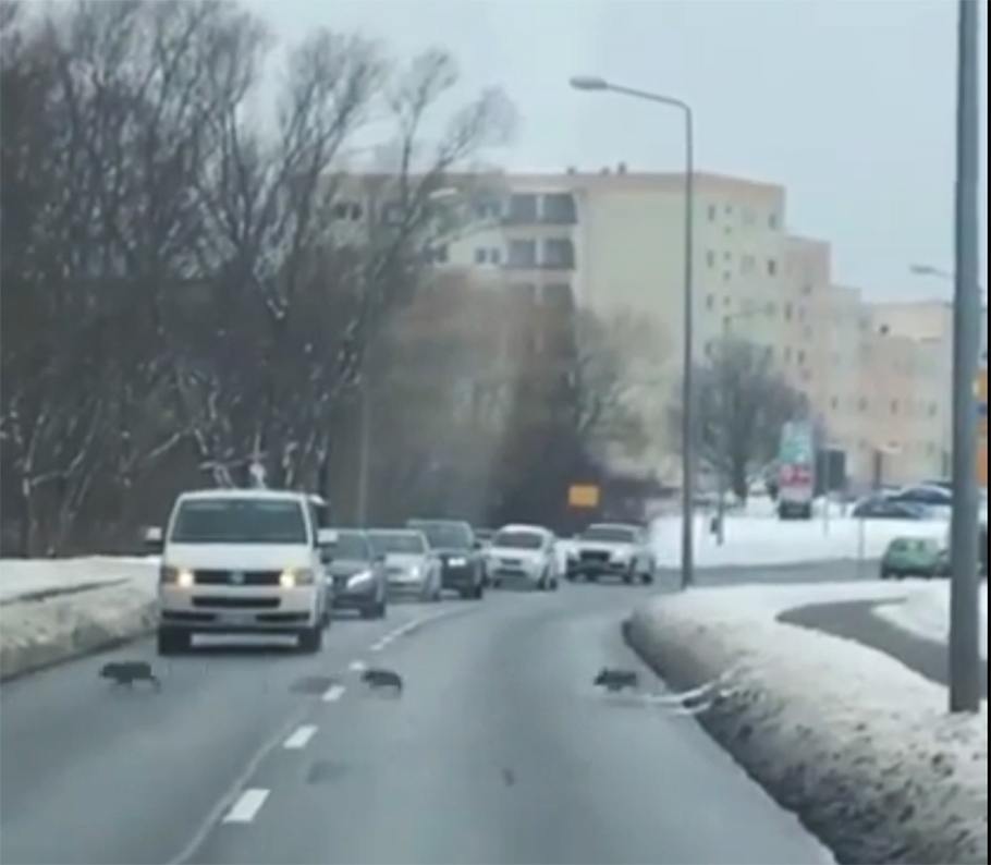 Водителей удивило хрюкающие семейство пешеходов видео