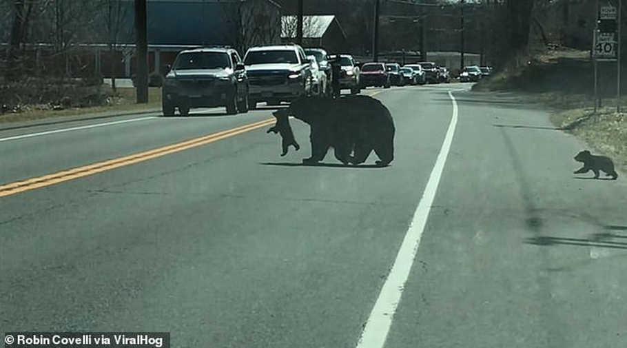 Необычные пешеходы на дороге: полиция перекрыла движение по трассе, чтобы пропустить семью медведей