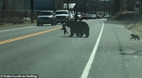 Необычные пешеходы на дороге полиция перекрыла движение по трассе чтобы пропустить семью медведей