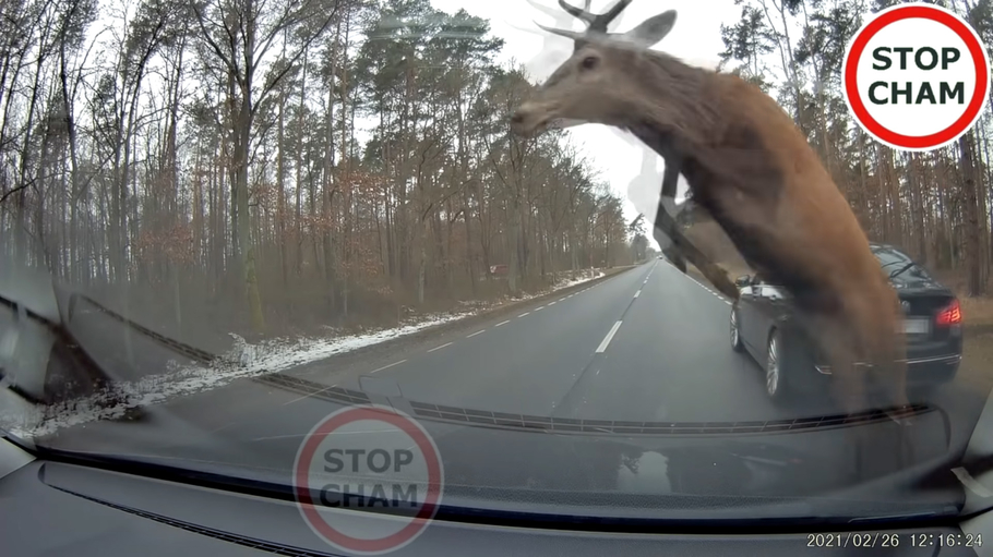 Настоящие олени атаковали машины на дороге Получилась отличная реклама тормозов BMW