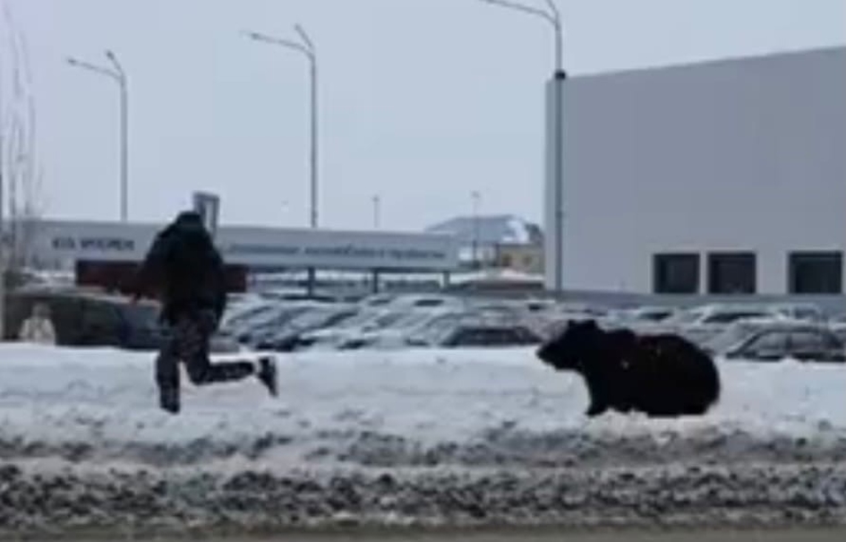 Типичное утро в России: медведь бегает по дорогам, гоняет людей (видео)