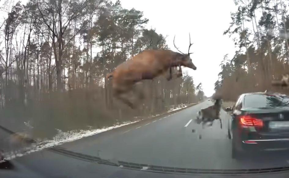 Настоящие олени атаковали машины на дороге. Получилась отличная реклама тормозов BMW