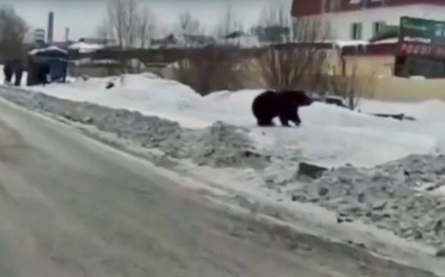Типичное утро в России медведь бегает по дорогам гоняет людей видео 