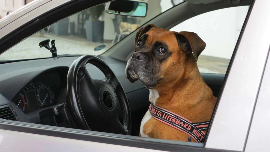 Скучающая в машине собака повеселила прохожих: она звала хозяйку, нажимая лапой на клаксон