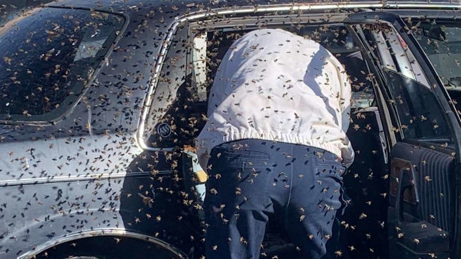 Не забывайте закрывать окна авто: 15 000 пчел поселились в салоне седана